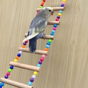 Parrot Swing Ladders